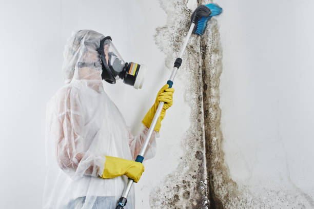 Best Toxic Mold Removal  in North Sioux City, SD