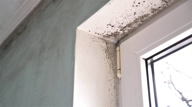 Mold Removal Process in North Sioux City, SD