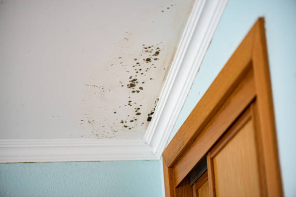 Professional Mold Removal in North Sioux City, SD