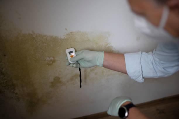 Best Attic Mold Removal  in North Sioux City, SD