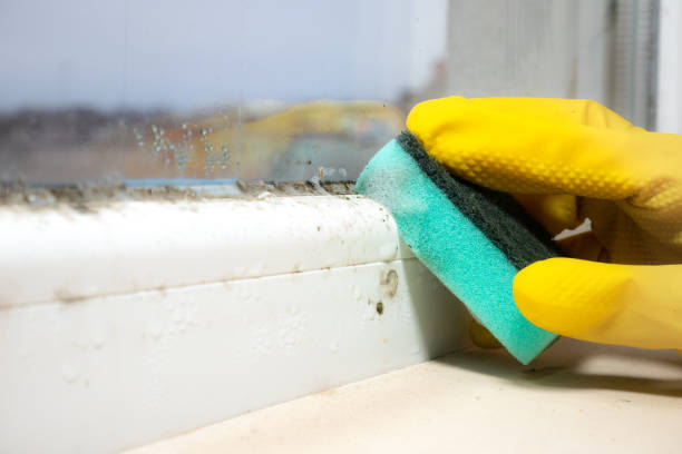 Best Mold Cleaning Services  in North Sioux City, SD