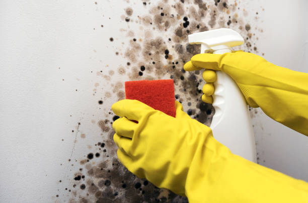 Best Certified Mold Removal  in North Sioux City, SD