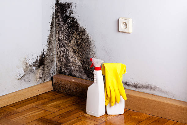 Best Emergency Mold Removal  in North Sioux City, SD