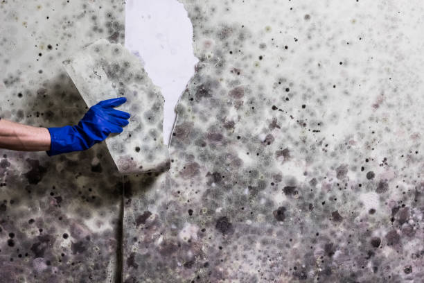 Best Mold Damage Repair  in North Sioux City, SD